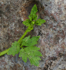 Ranunculus pensylvanicus
