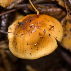 Cortinarius triumphans