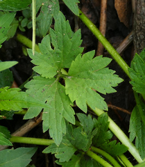 Ranunculus pensylvanicus