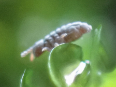 Collembola