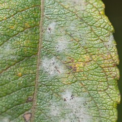 Erysiphaceae