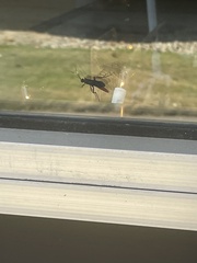 Dolichomitus irritator