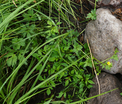 Ranunculus pensylvanicus