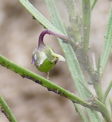 Pombalia verticillata