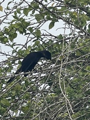 Crotophaga ani