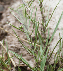 Pombalia verticillata