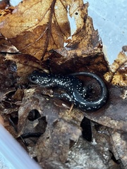 Plethodon cylindraceus