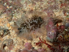 Dendrodoris grandiflora