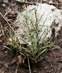 Pombalia verticillata