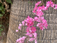 Antigonon