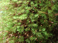 Bartramiopsis lescurii