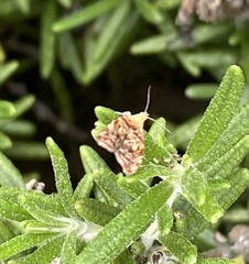 Choreutis emplecta