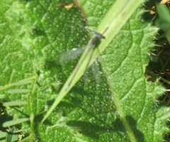 Lestidae