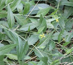 Sisymbrium strictissimum