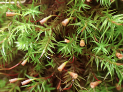 Bartramiopsis lescurii