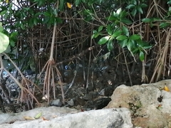 Rhizophora mangle