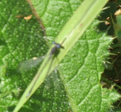 Lestidae