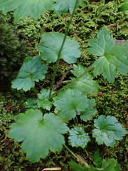 Boykinia occidentalis