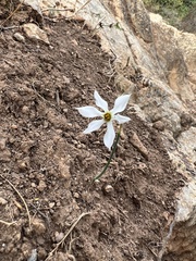 Narcissus deficiens
