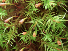 Bartramiopsis lescurii