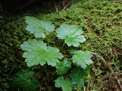 Boykinia occidentalis