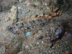 Gobius incognitus