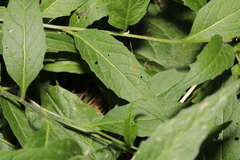 Sisymbrium strictissimum