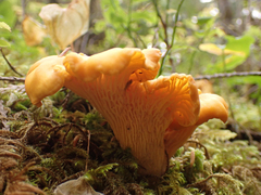 Cantharellus formosus