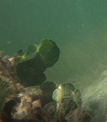 Udotea flabellum
