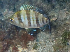 Spondyliosoma cantharus