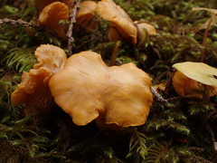 Cantharellus formosus