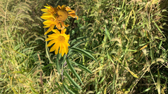 Helianthus maximiliani