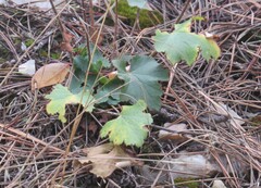Heuchera richardsonii