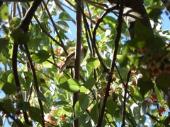 Myiophobus fasciatus