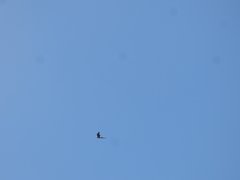 Nymphicus hollandicus