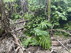 Monstera deliciosa