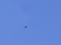 Nymphicus hollandicus