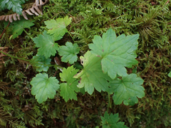 Boykinia occidentalis