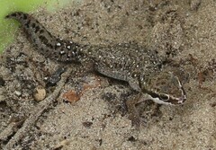 Pachydactylus geitje