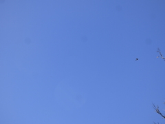 Nymphicus hollandicus