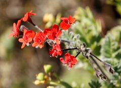 Pelargonium fulgidum