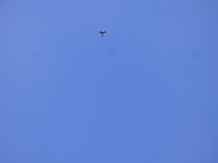 Nymphicus hollandicus