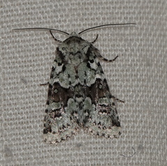Lacinipolia implicata