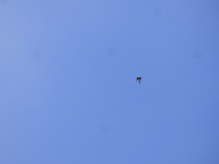 Nymphicus hollandicus