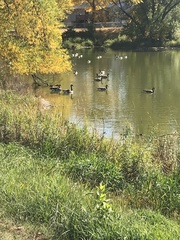 Branta canadensis