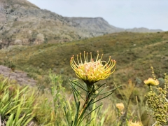 Leucospermum lineare