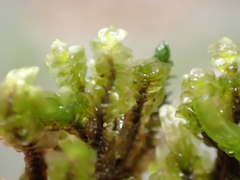 Scapania undulata