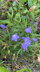 Campanula persicifolia