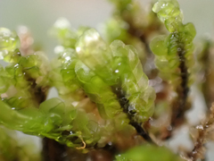 Scapania undulata