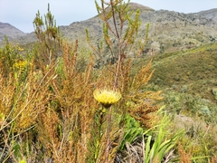 Leucospermum lineare